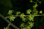 Appalachian bunchflower